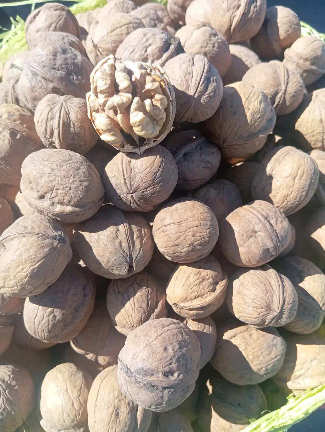 گردو درجه 1|عمدهفروشی|قروه, |دیوار