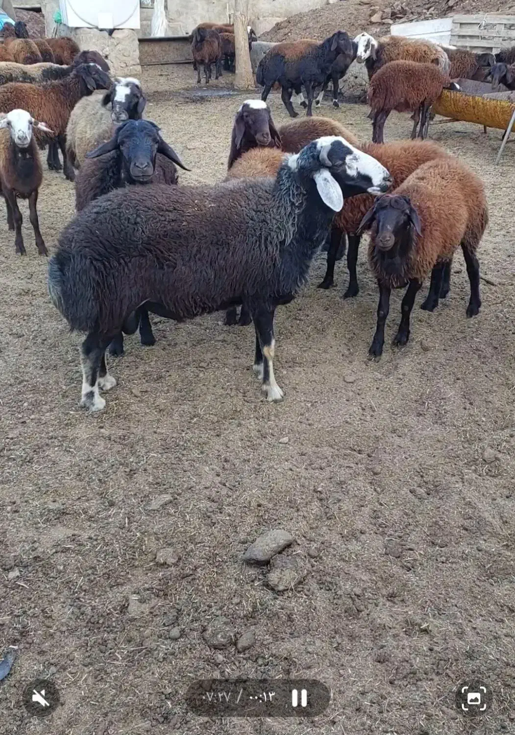 بره نر افشار|حیوانات مزرعه|هشتگرد, هشتگرد قدیم|دیوار