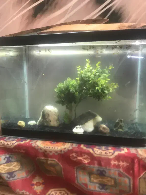اکواریوم شیشه خم شرکتی|ماهی|مشهد, ادیب نیشابوری (شهرک غرب)|دیوار