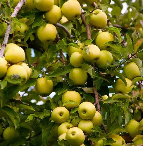 نهالستان میوه و گردو و بادام دیر گل|خدمات باغبانی و درختکاری|بوشهر, |دیوار