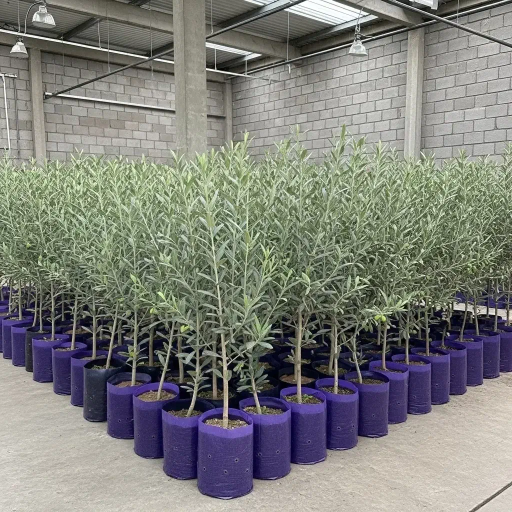 نهال زیتون ارگانیک با تخفیف ویژه|خدمات باغبانی و درختکاری|کوار, |دیوار