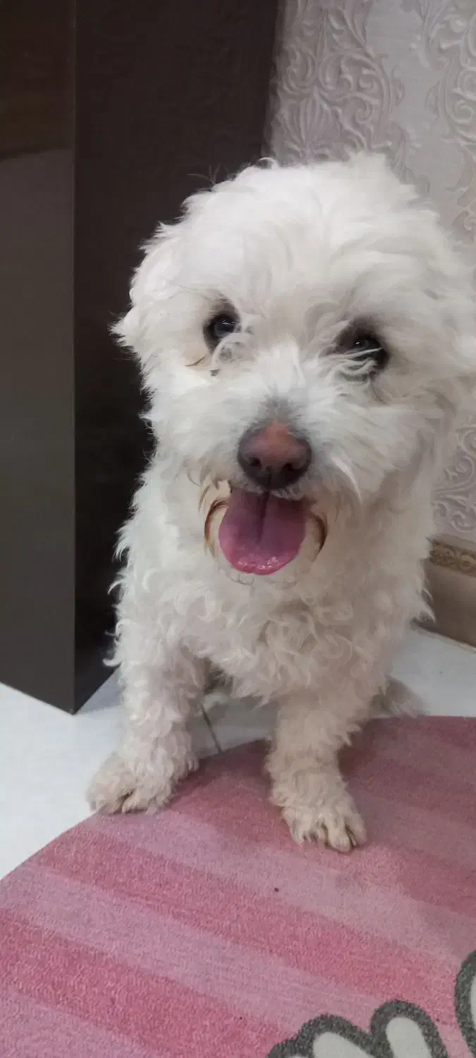 سگ سفید خارجکی|سگ|سیرجان, |دیوار