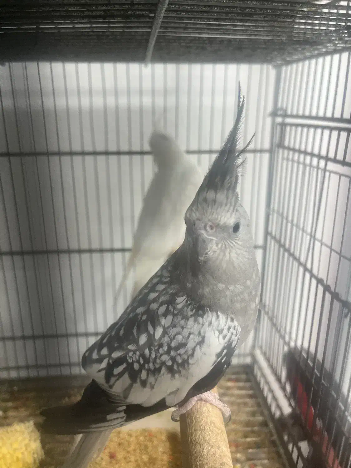 عروس هلندی|پرنده|قشم, |دیوار