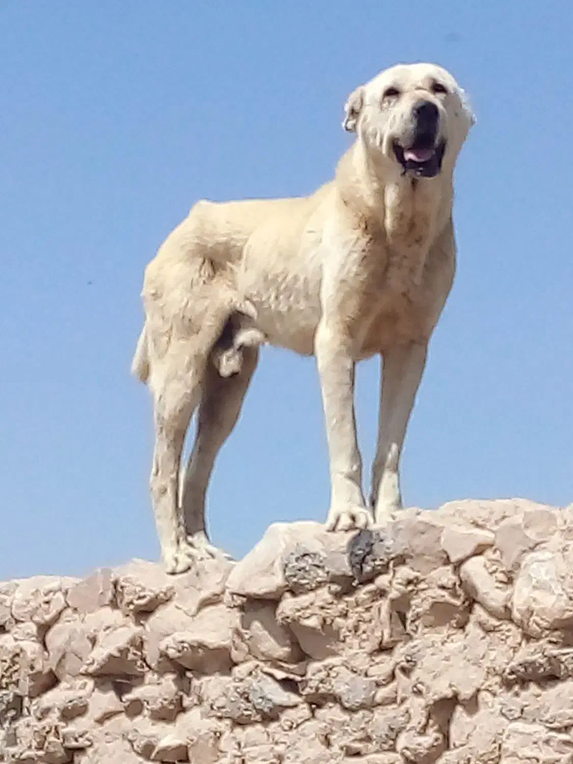 سگ گوسفندی|سگ|شیروان (خراسان), |دیوار