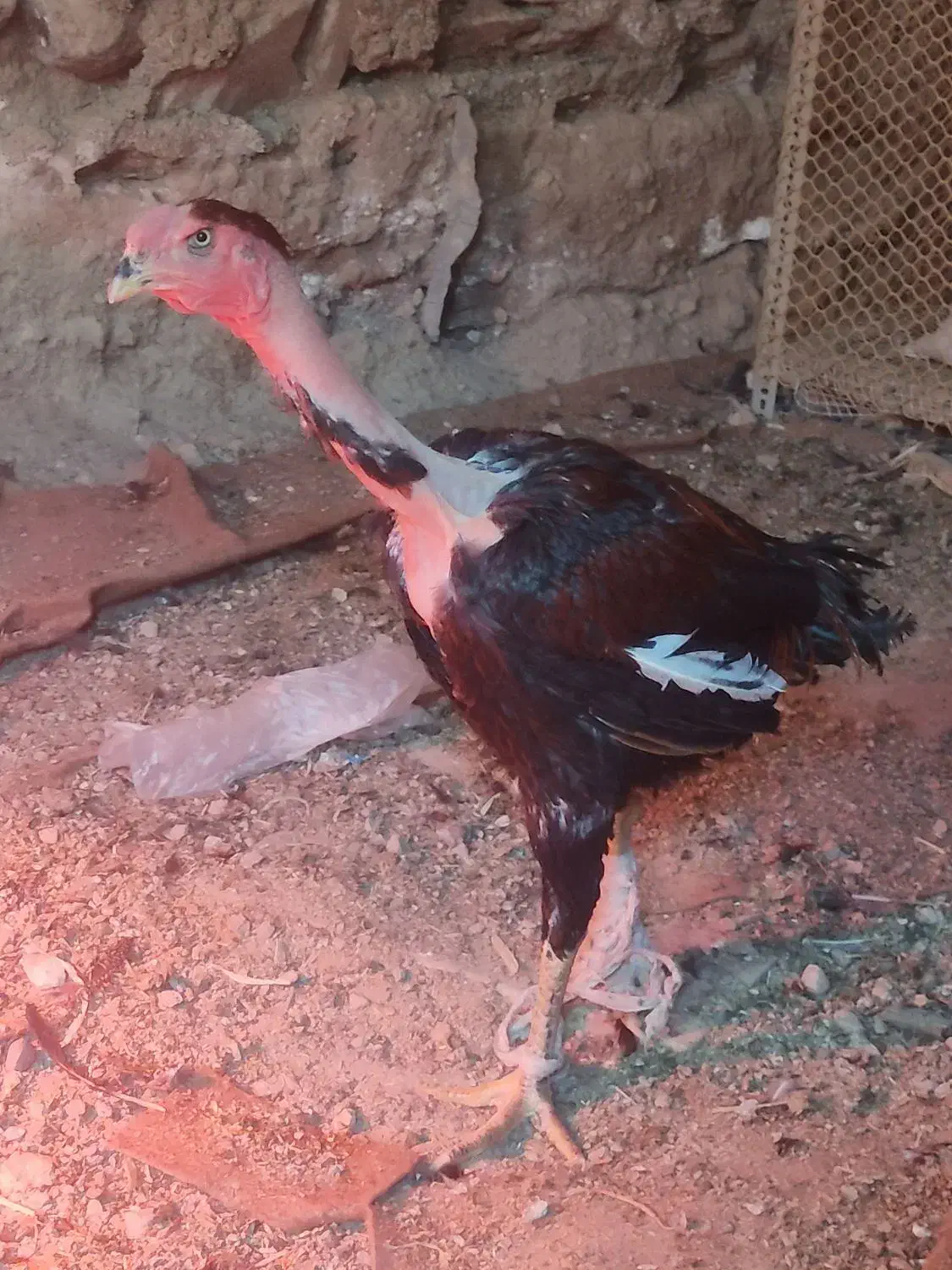 خروس لاری کمیاب نژاد ماداگاسکار|حیوانات مزرعه|تهران, ایرانشهر|دیوار