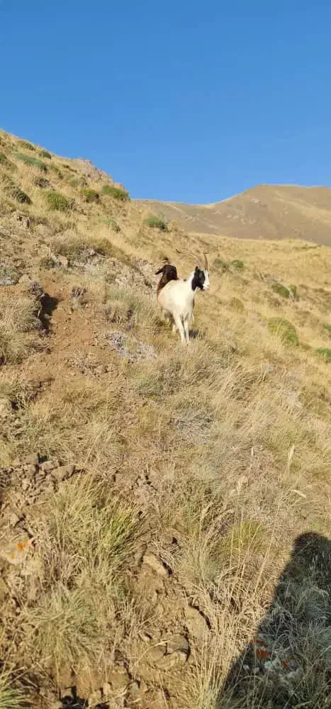 فروش دام زنده.بازدید در محل . اوگانیک|حیوانات مزرعه|کرج, باغستان|دیوار