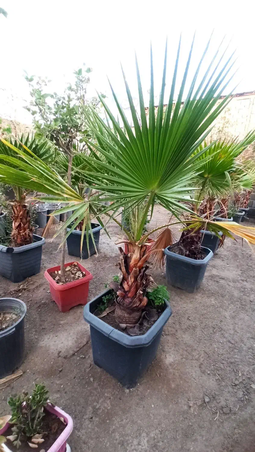 درخت نخل پالم واشنگتن|گل و گیاه طبیعی|احمدآبادمستوفی, |دیوار