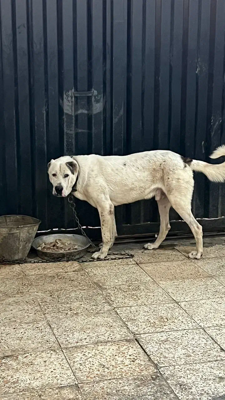 سگ الابای|سگ|شهریار, شهریار|دیوار