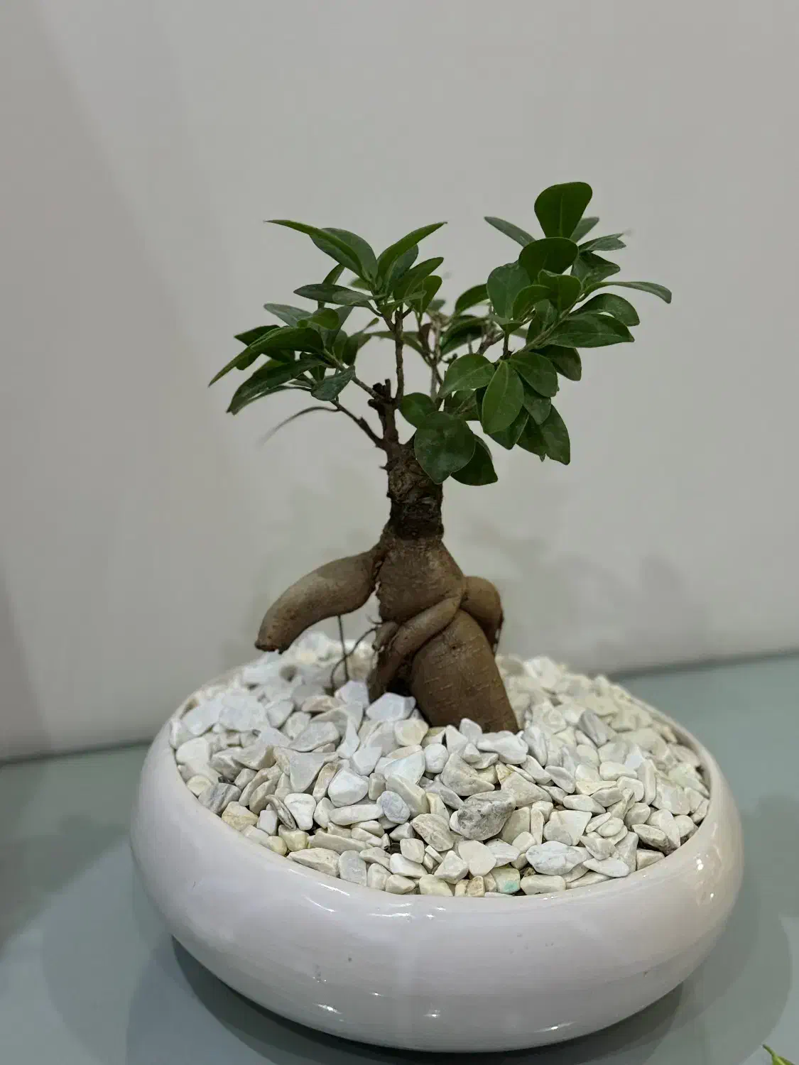 گل بنسای|گل و گیاه طبیعی|تهران, فلاح|دیوار