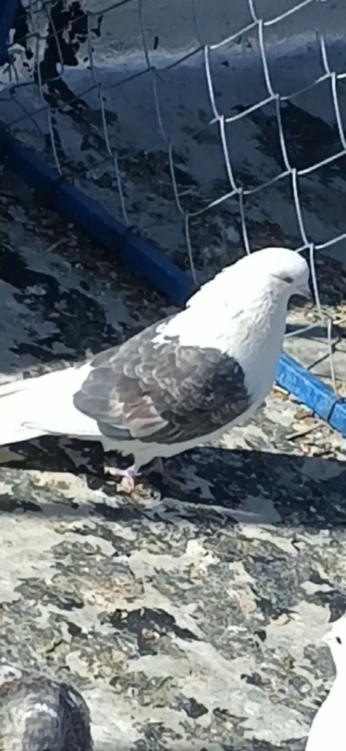 کبوتر دوکت|پرنده|مبارکه, |دیوار