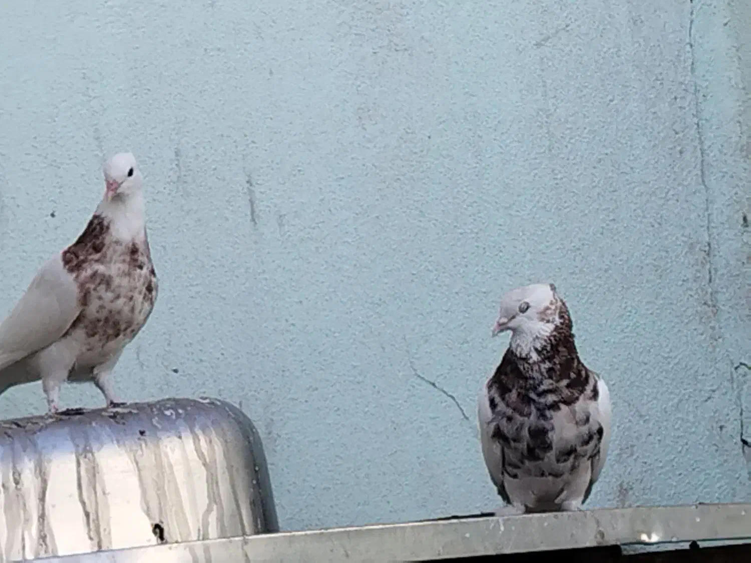 طوقی|پرنده|بم, |دیوار