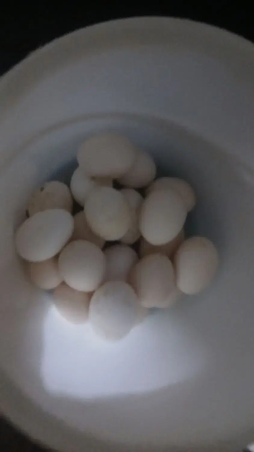 تخم مرغ محلی|خوردنی و آشامیدنی|اهواز, حصیرآباد|دیوار