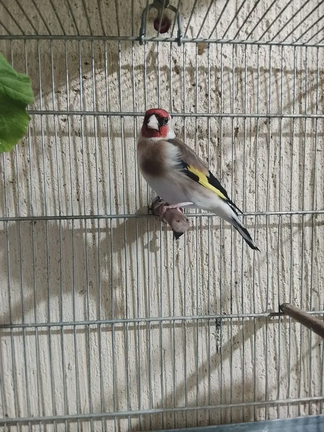 سهره|پرنده|جوانرود, |دیوار