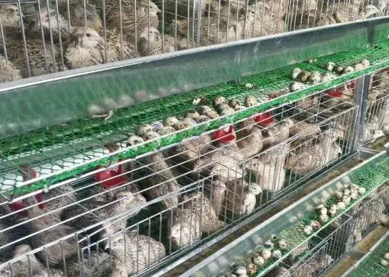 بلدرچین ۵۰ روز تازه به تخم آمدن|حیوانات مزرعه|اهواز, منبع اب|دیوار