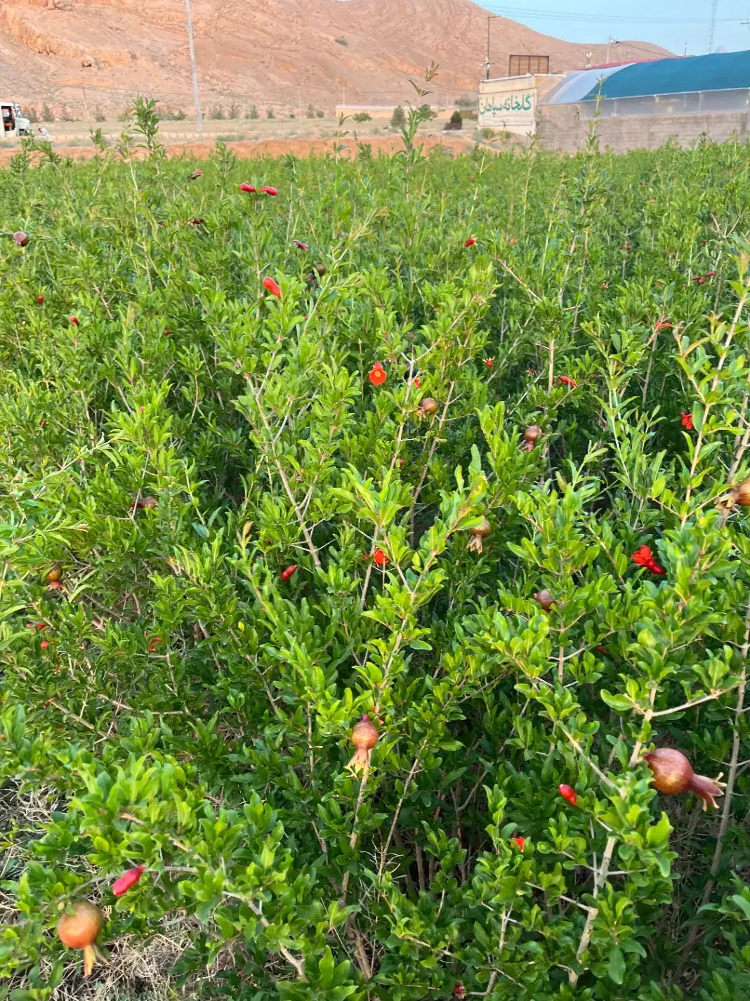 نهال انار دانه مشکی شهرضا|خدمات باغبانی و درختکاری|شهرضا, |دیوار