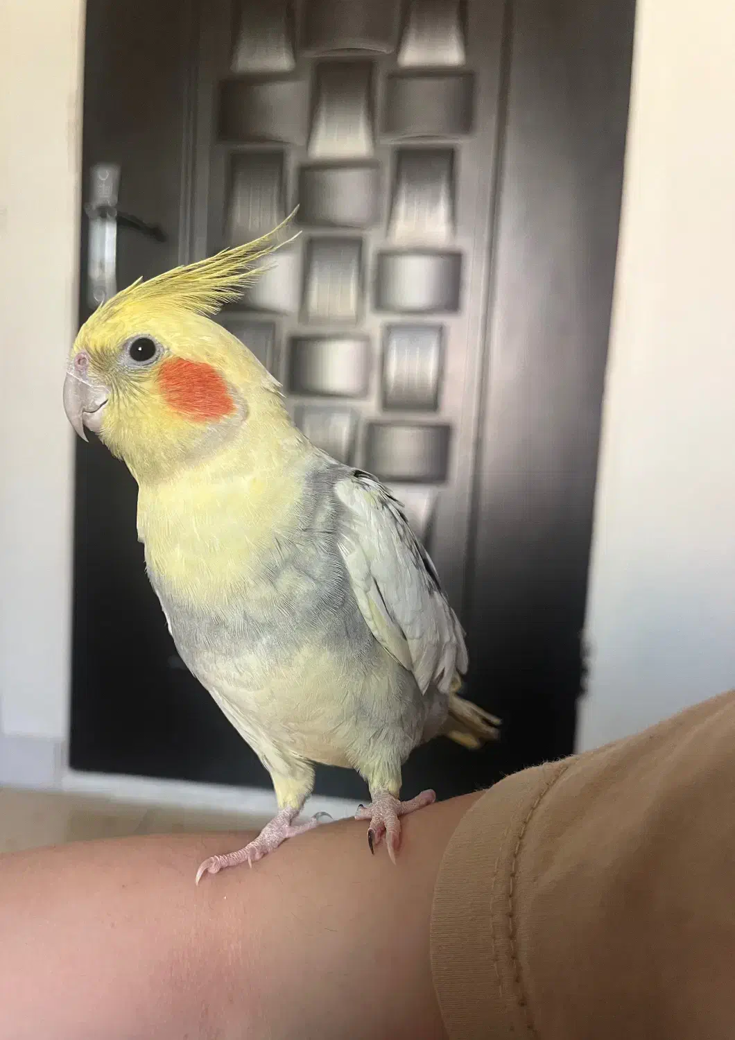 عروس هلندی سخنگو|پرنده|قدس, شهر‌قدس|دیوار