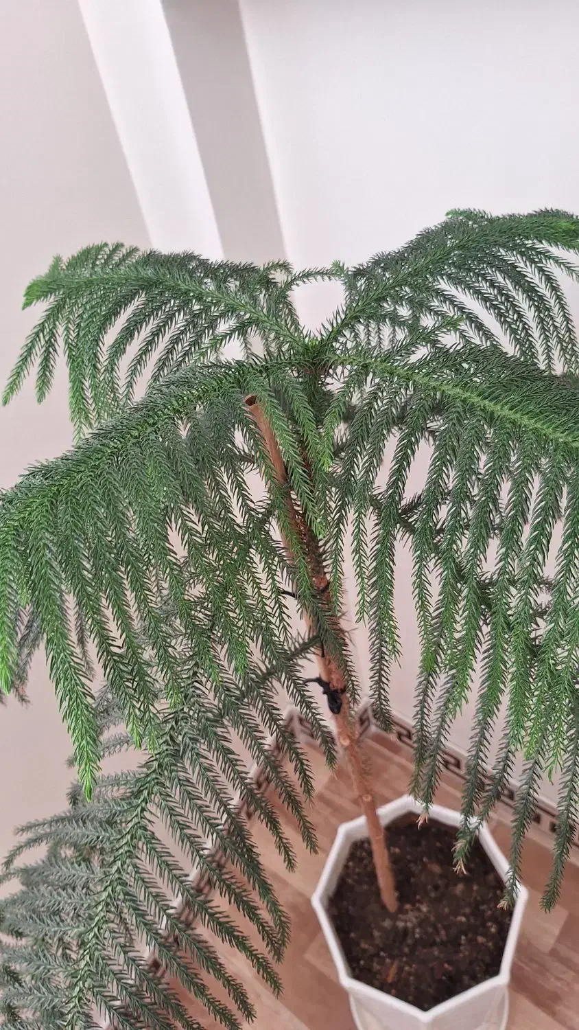 گل آپارتمانی|گل و گیاه طبیعی|کرج, اصفهانی‌ها|دیوار