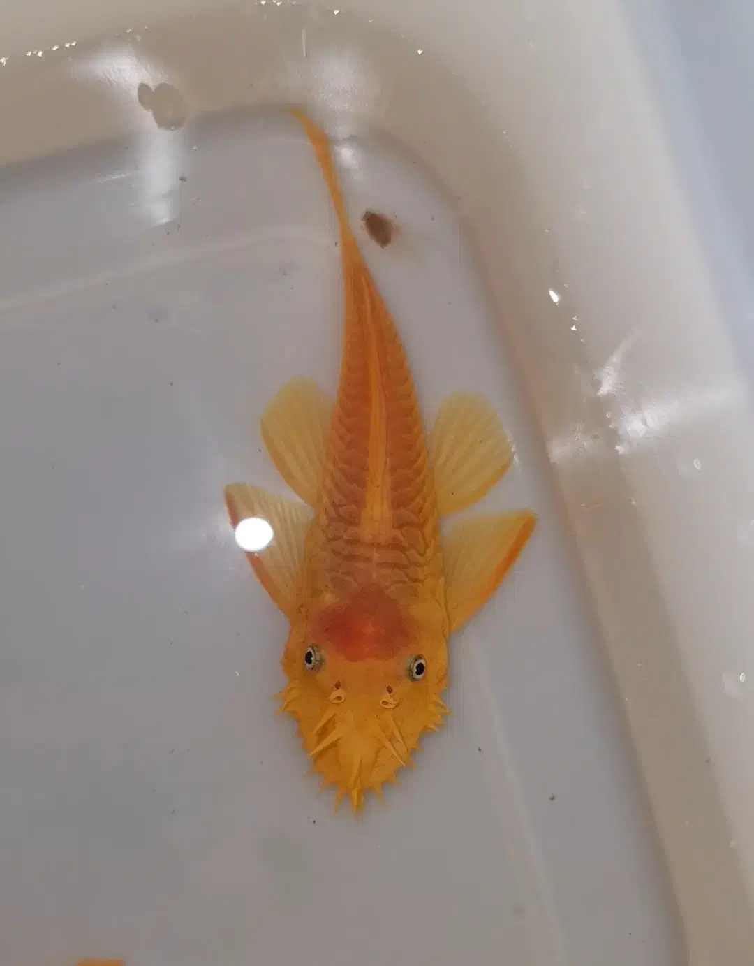 کتفیش پوزه بوته ای مولد|ماهی|اصفهان, کوی امام|دیوار