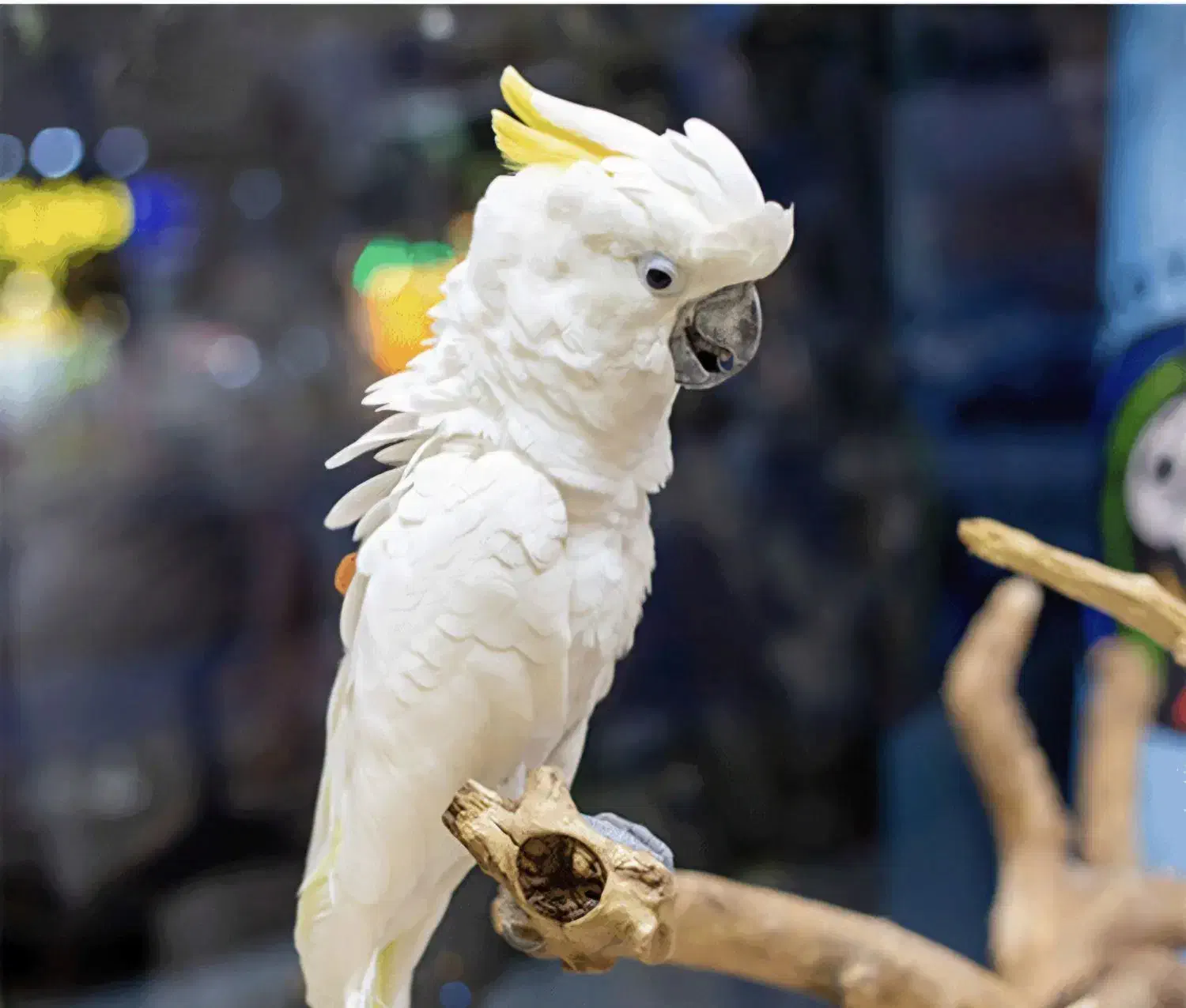 کاکادو پیدا شده|حیوانات|هشتگرد, شهرک ولیعصر (مصلی)|دیوار