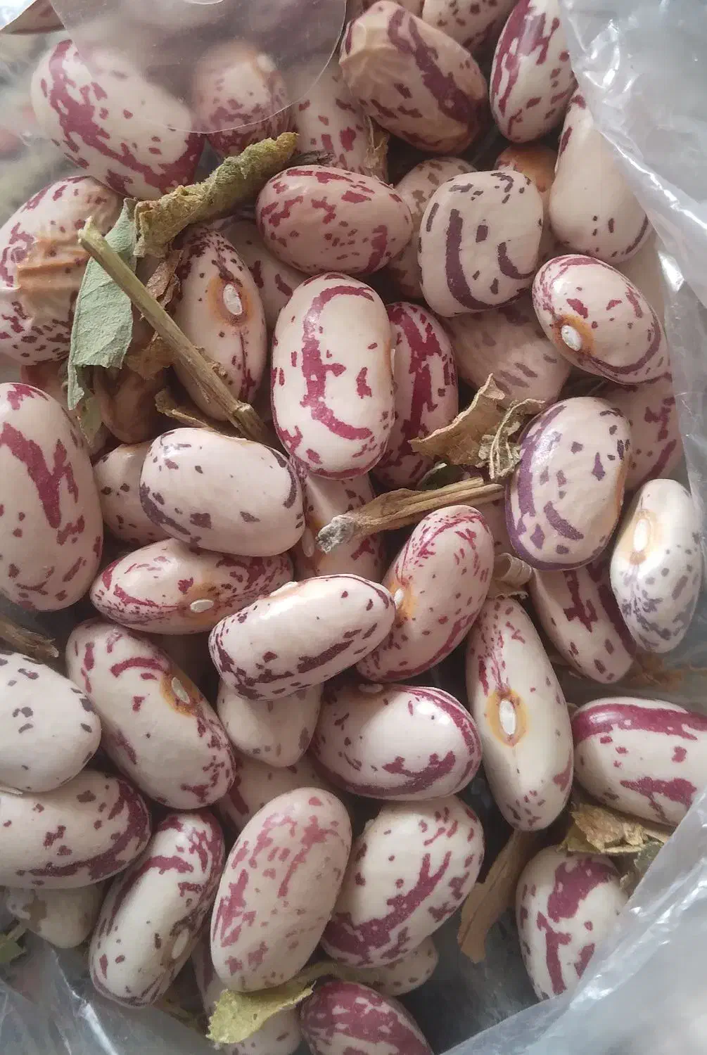 لوبیا چیتی|خوردنی و آشامیدنی|قوچان, |دیوار