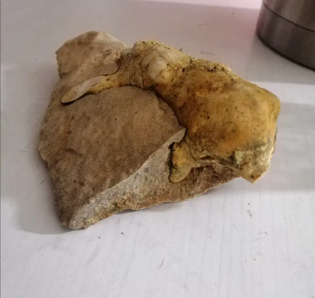 فسیل|کلکسیون اشیاء عتیقه|صدرا-فارس, باغشهر گلبهار صدرا|دیوار