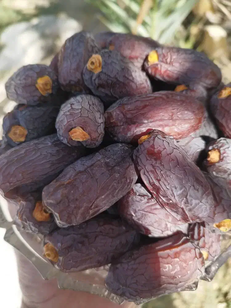 خرما مج.ول درجه ۱ درشت شهرستان جم|خوردنی و آشامیدنی|رشت, دیلمان|دیوار