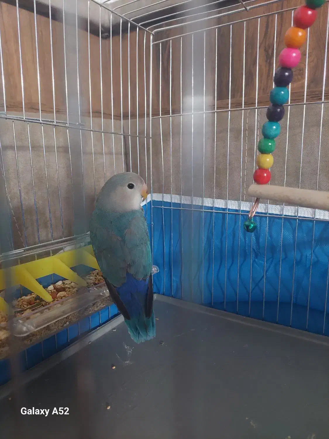 طوطی برزیلی ابی|پرنده|خمینی‌شهر, |دیوار