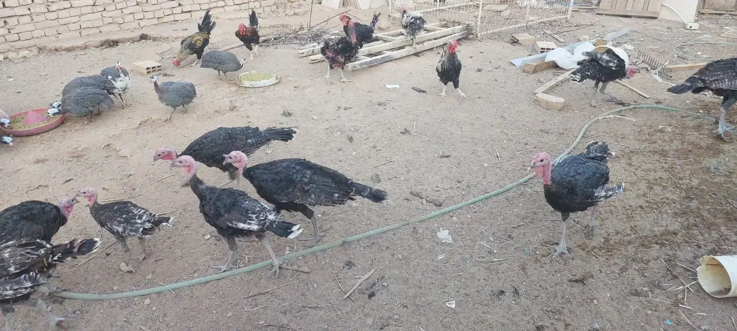 مرغ بوقلمون خروس مرغ شاخدار|حیوانات مزرعه|یزد, |دیوار