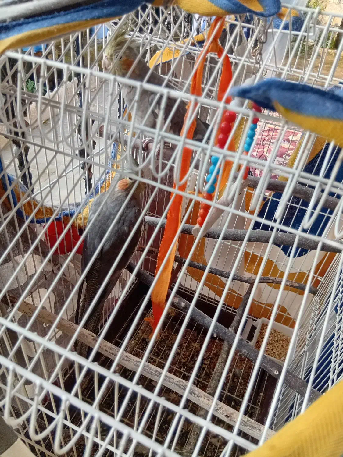 عروس هلندی|پرنده|سیاهکل, |دیوار