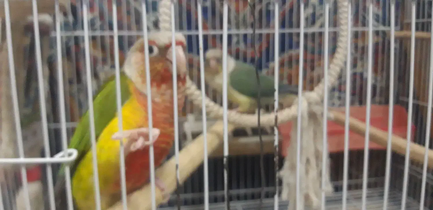 جفت زمانتی تخم وجوجه یک سالو هشت ماه|پرنده|مشهد, ابوذر|دیوار