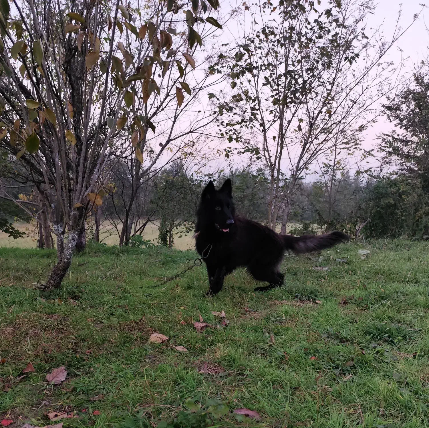 فروش سگ ژرمن بلک نر|سگ|رودسر, |دیوار