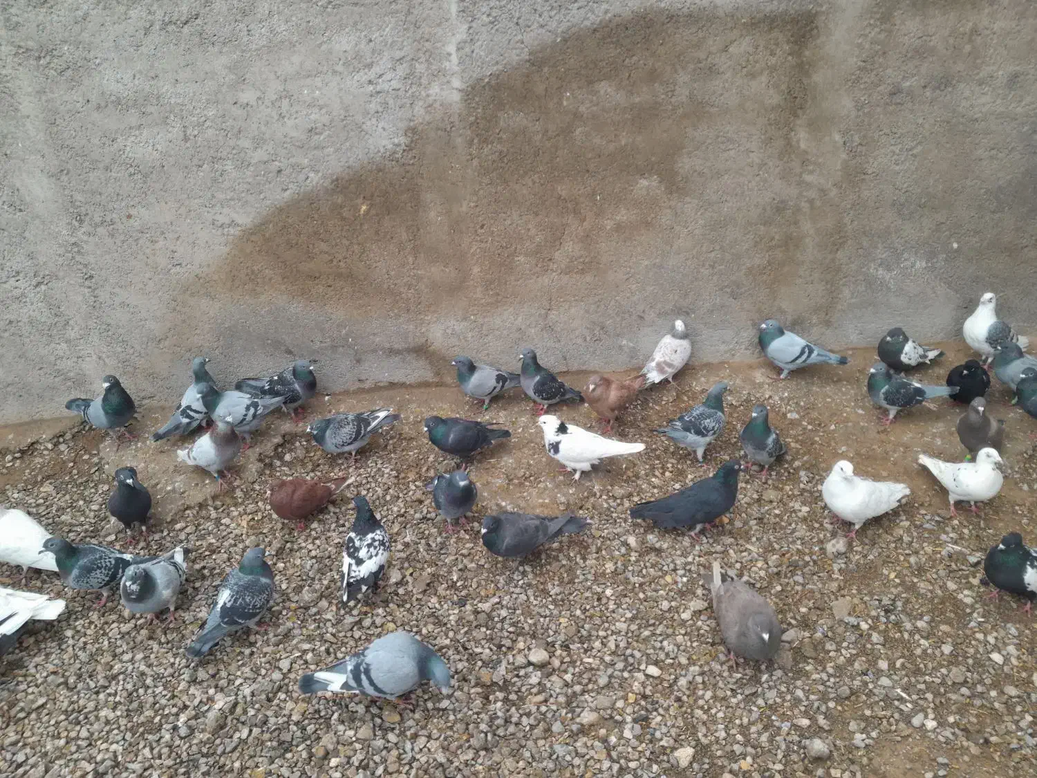 ۱۰۰ کبوتر از ۱۵۰ تا ۲۰۰ تا ۲۵۰|پرنده|مرودشت, نقش رستم|دیوار