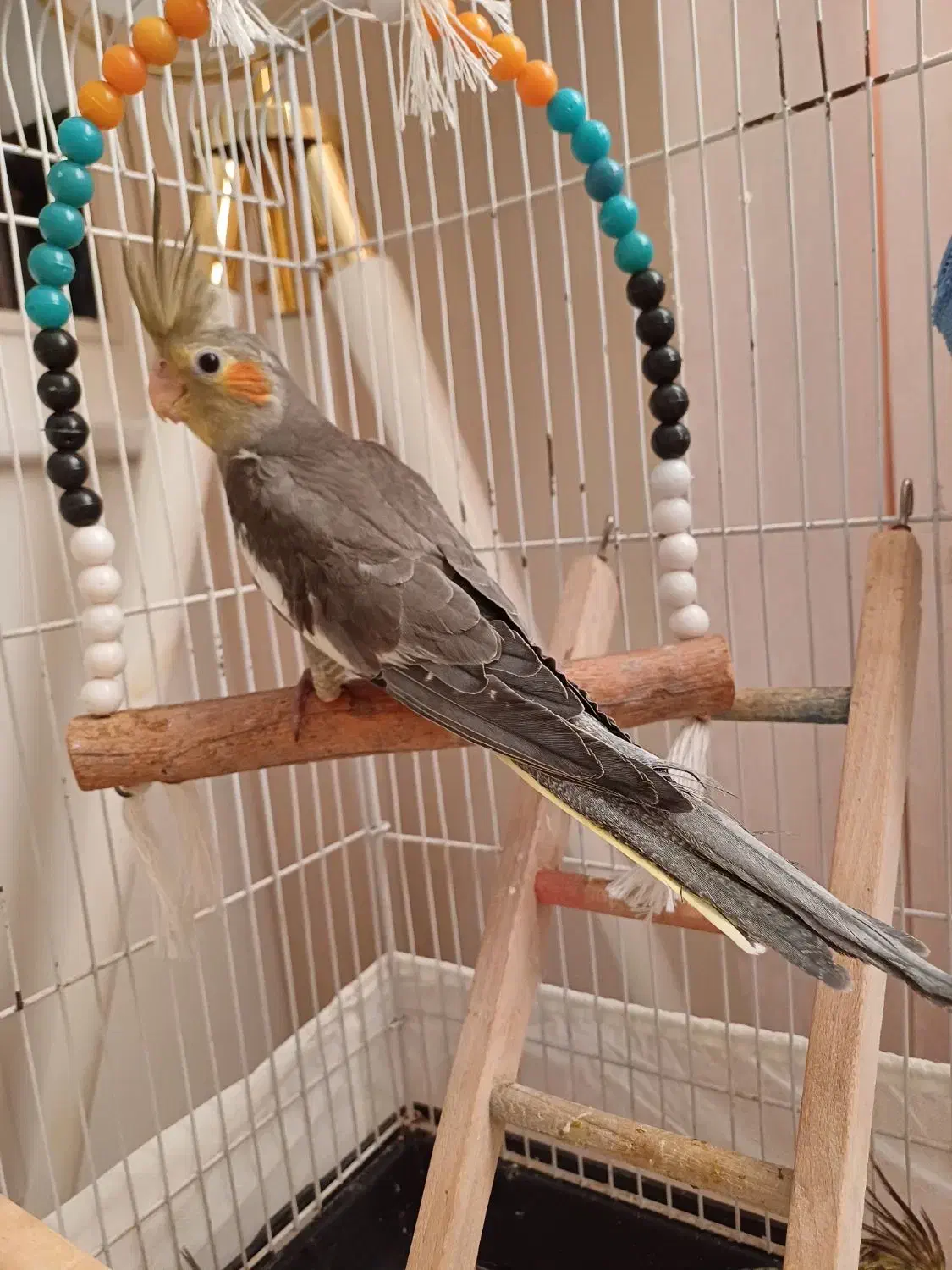 عروس هلندی|پرنده|رشت, سیا اسطلخ|دیوار