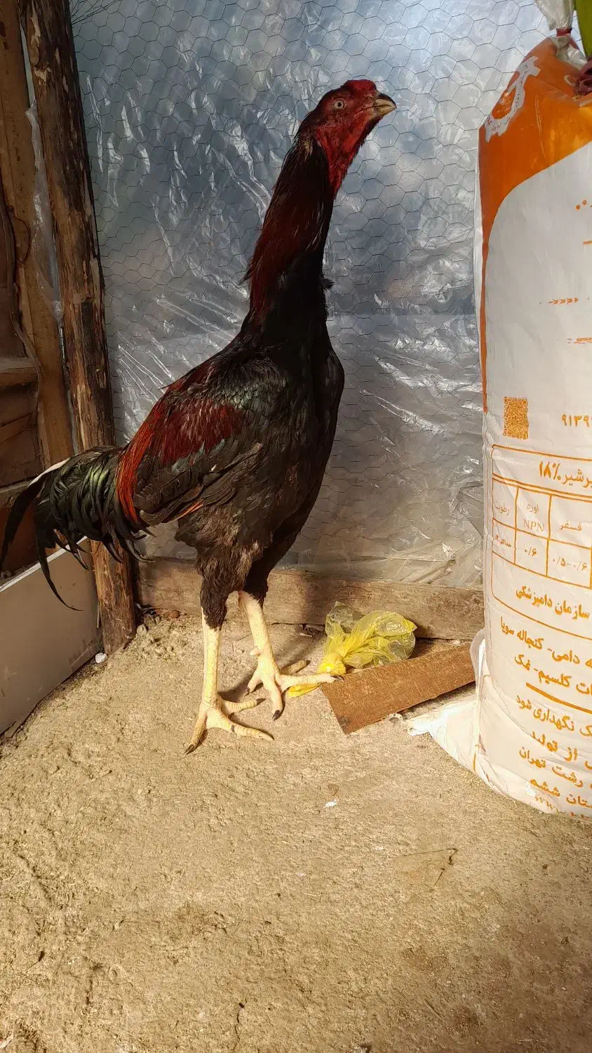 خروس لاری|حیوانات مزرعه|طاهرگوراب, |دیوار