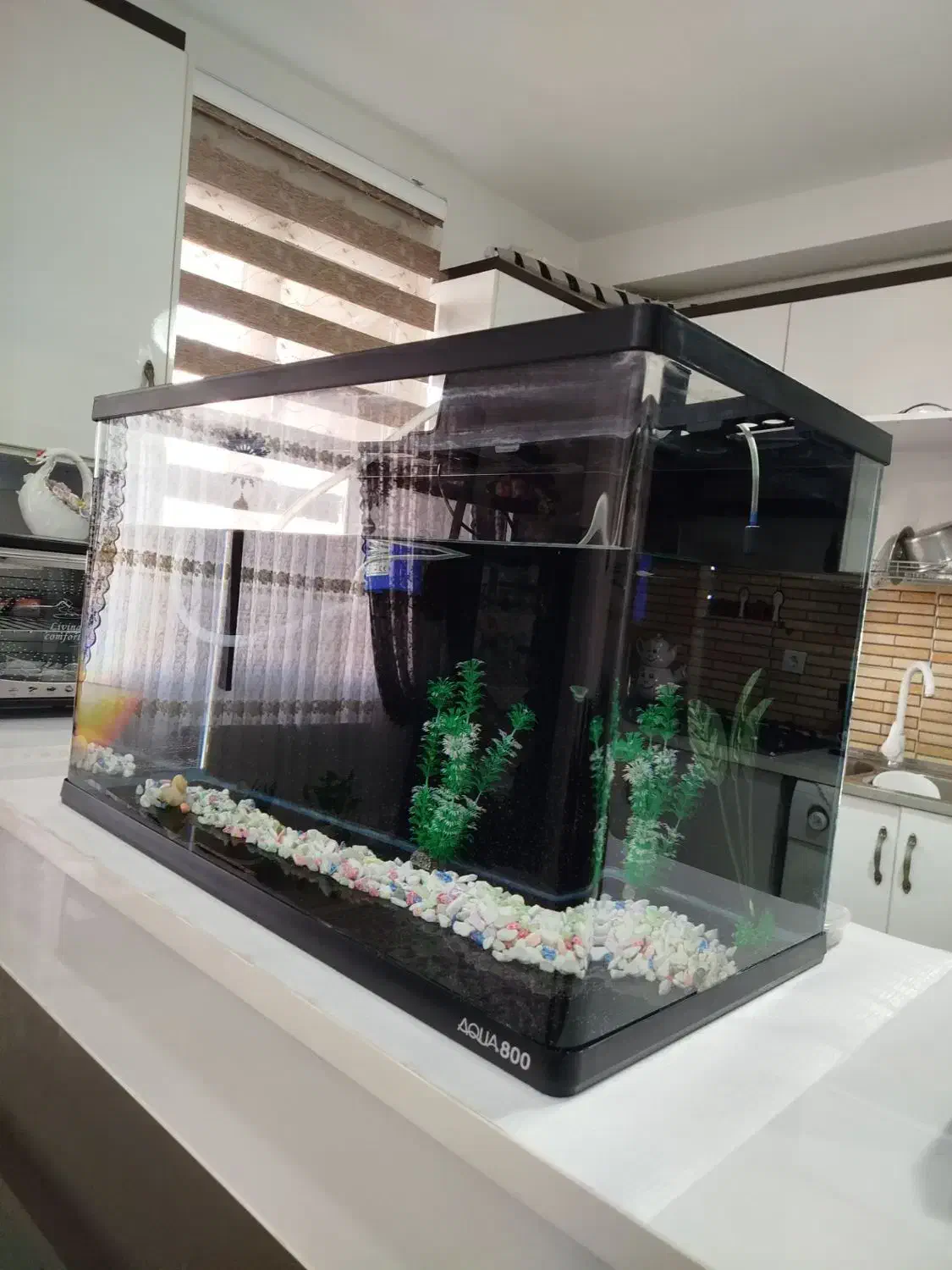 آکواریوم سالم و بزرگ شرکتی در بیدستان|ماهی|محمدیه-قزوین, |دیوار