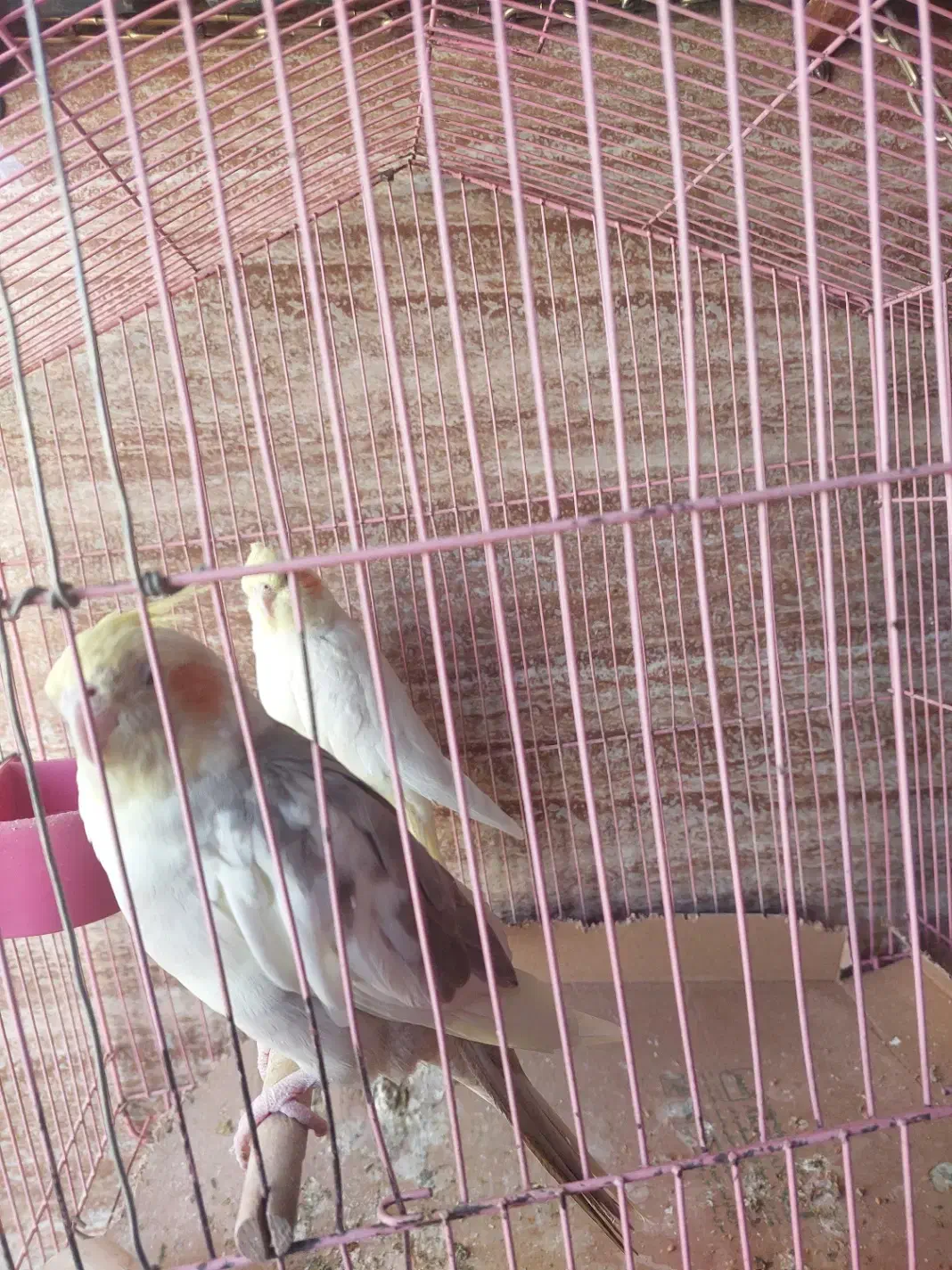 گمشده عروس هلندی گل باقالی|حیوانات|اصفهان, تیران|دیوار