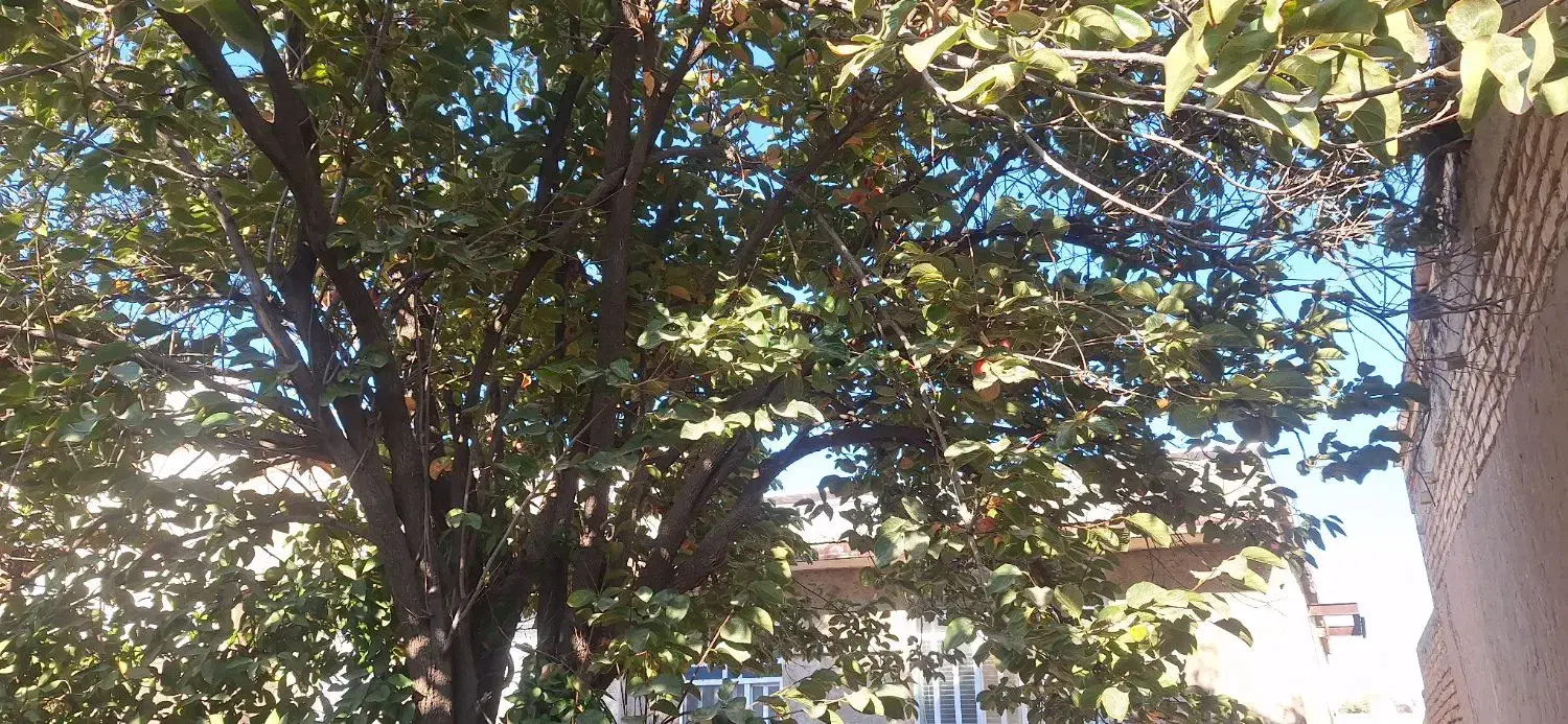 نیازمند پرستار|استخدام درمانی، زیبایی، بهداشتی|کوار, |دیوار