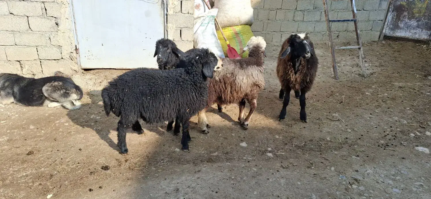 ۴راس بره برای فروش|حیوانات مزرعه|مهاباد (آذربایجان غربی), |دیوار