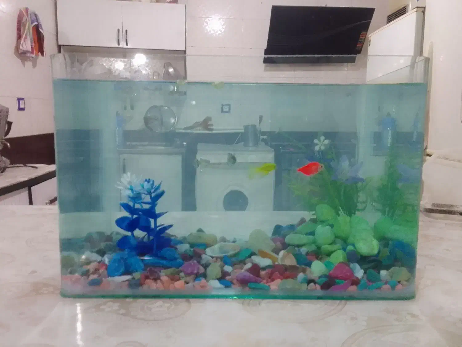 اکواریوم|ماهی|مرند, |دیوار