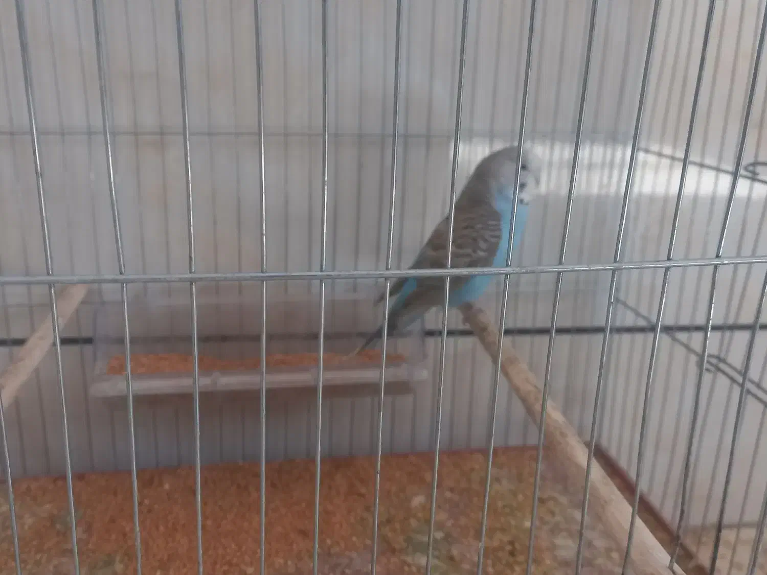 چند عدد مرغ عشق و عروس|پرنده|خمینیشهر, |دیوار