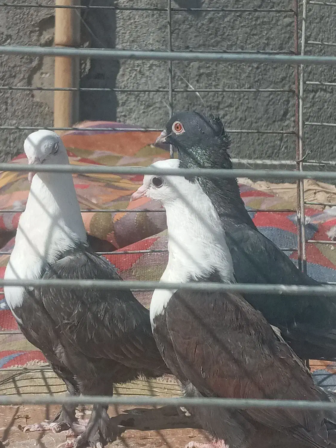 کبوتر رنگی.|پرنده|مبارکه, |دیوار