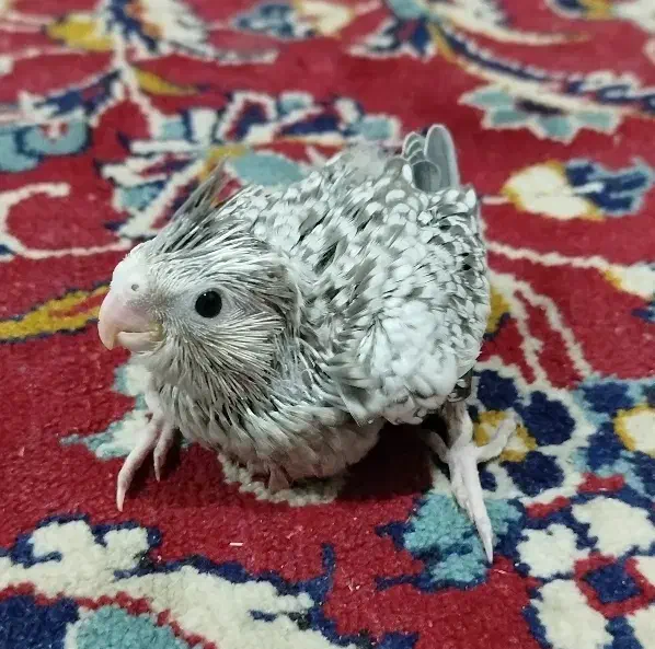 جوجه عروس هلندی|پرنده|بندرعباس, |دیوار