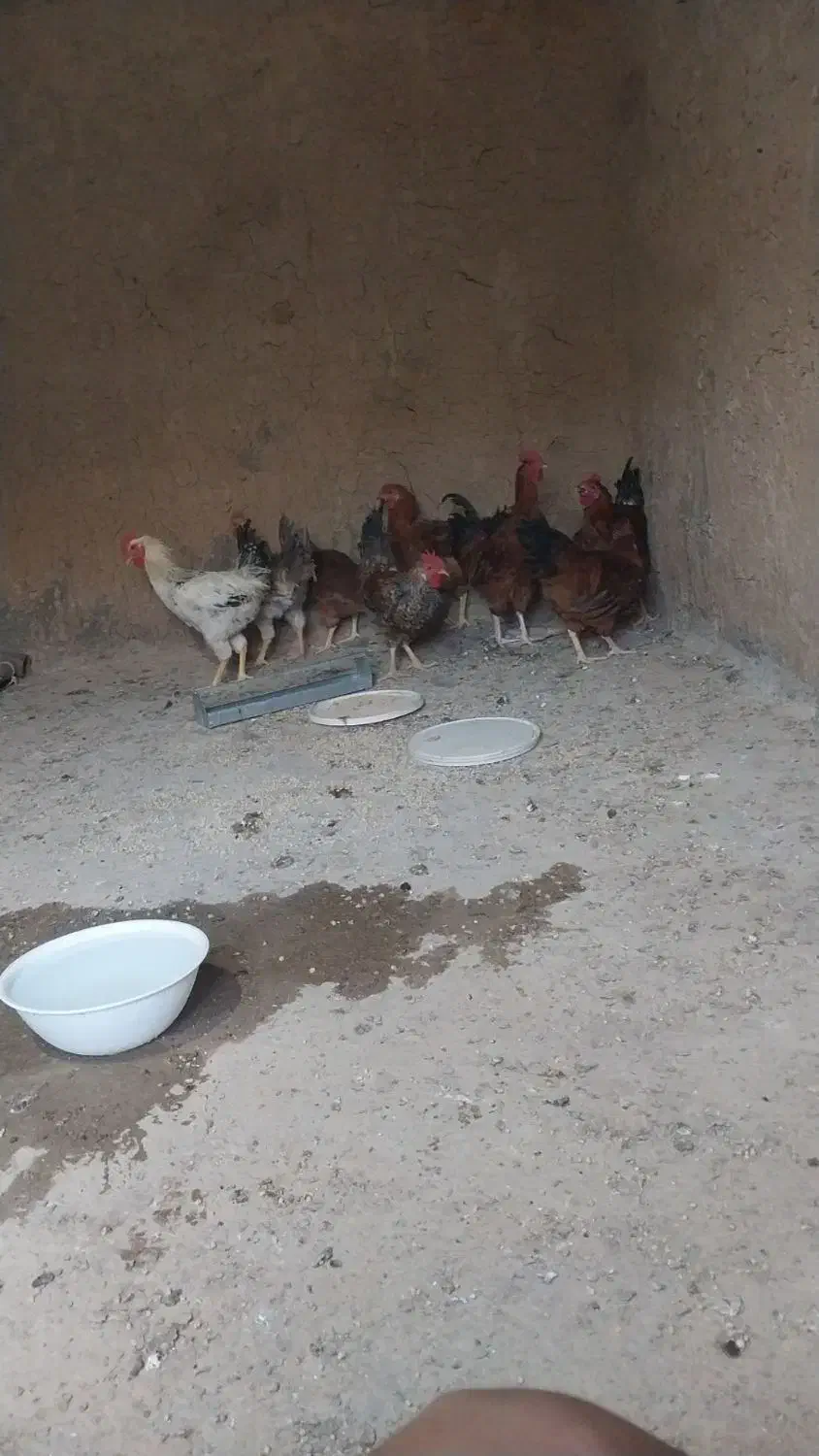 تعداد ۷عدد جوج خروس|پرنده|بجستان, |دیوار