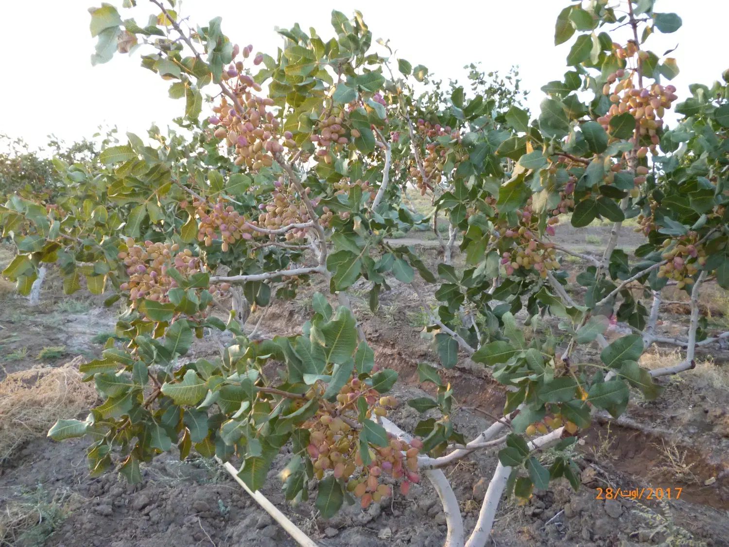 باغ موقعیت استثنایی برای کسب کار و سرمایهگذاری|فروش دفتر صنعتی، کشاورزی، تجاری|سبزوار, رباط|دیوار