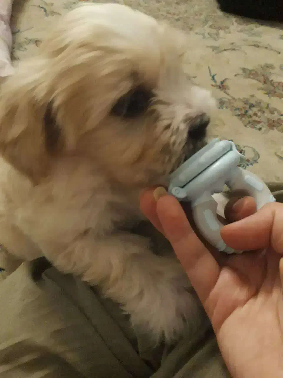 توله سگ مالتیشو|سگ|بهارستان, |دیوار