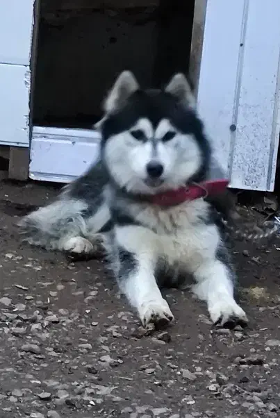 سگ هاسکی ماده|سگ|لولمان, |دیوار