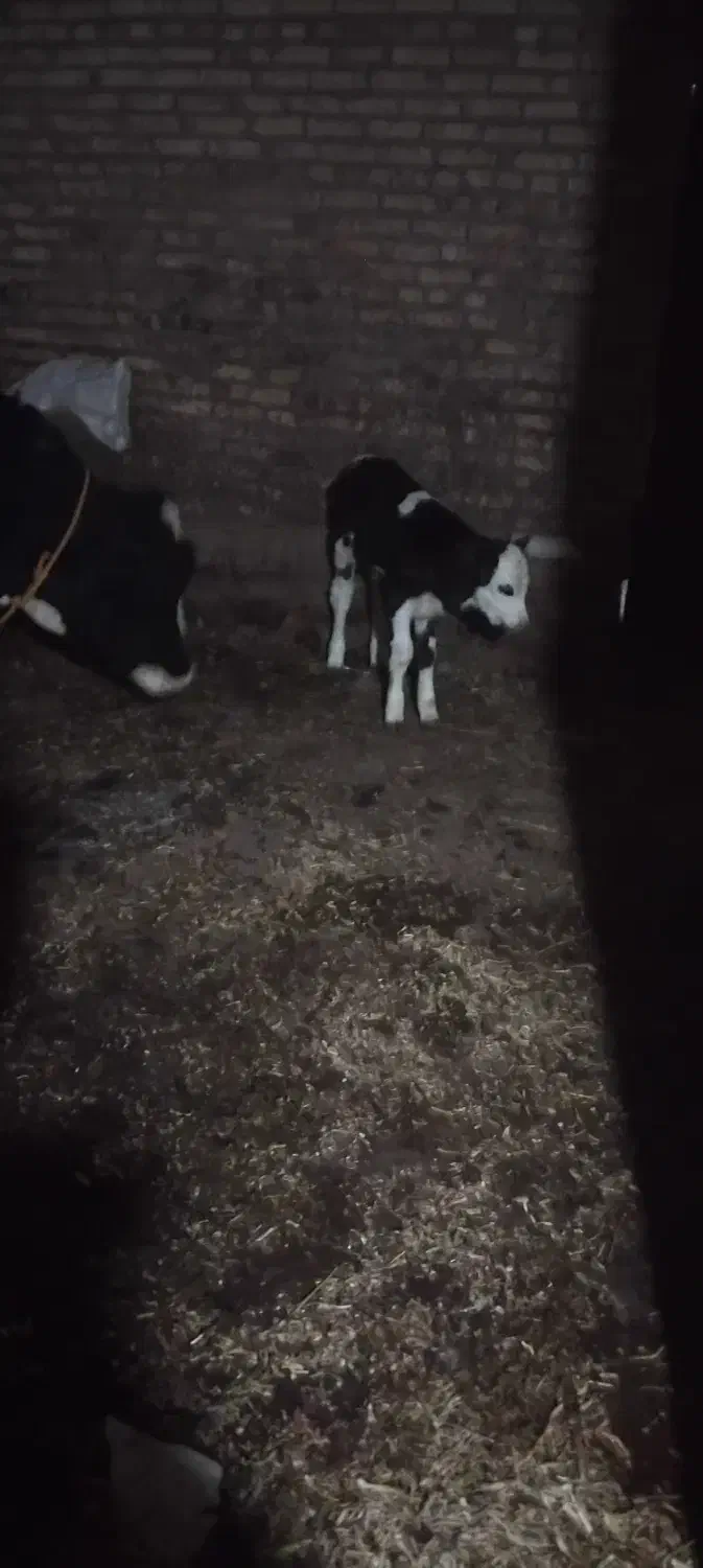 فروش گاو جوان شکم اول|حیوانات مزرعه|سراب, |دیوار