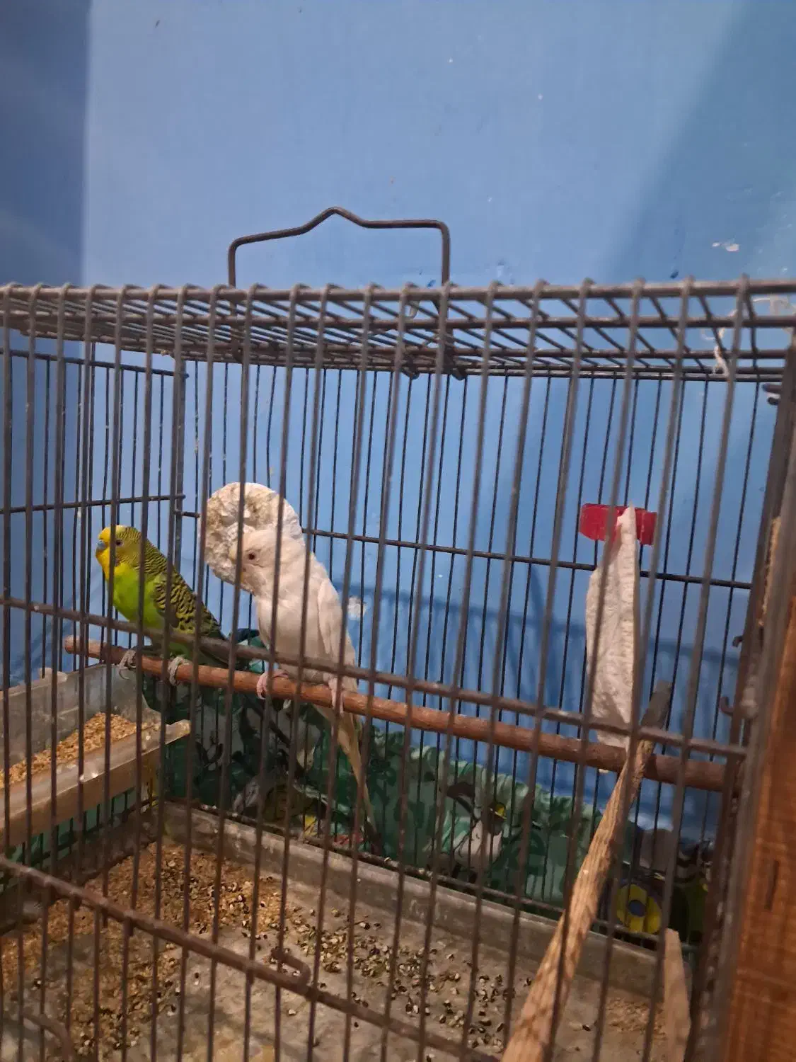 مرغ عشق|پرنده|ساری, |دیوار