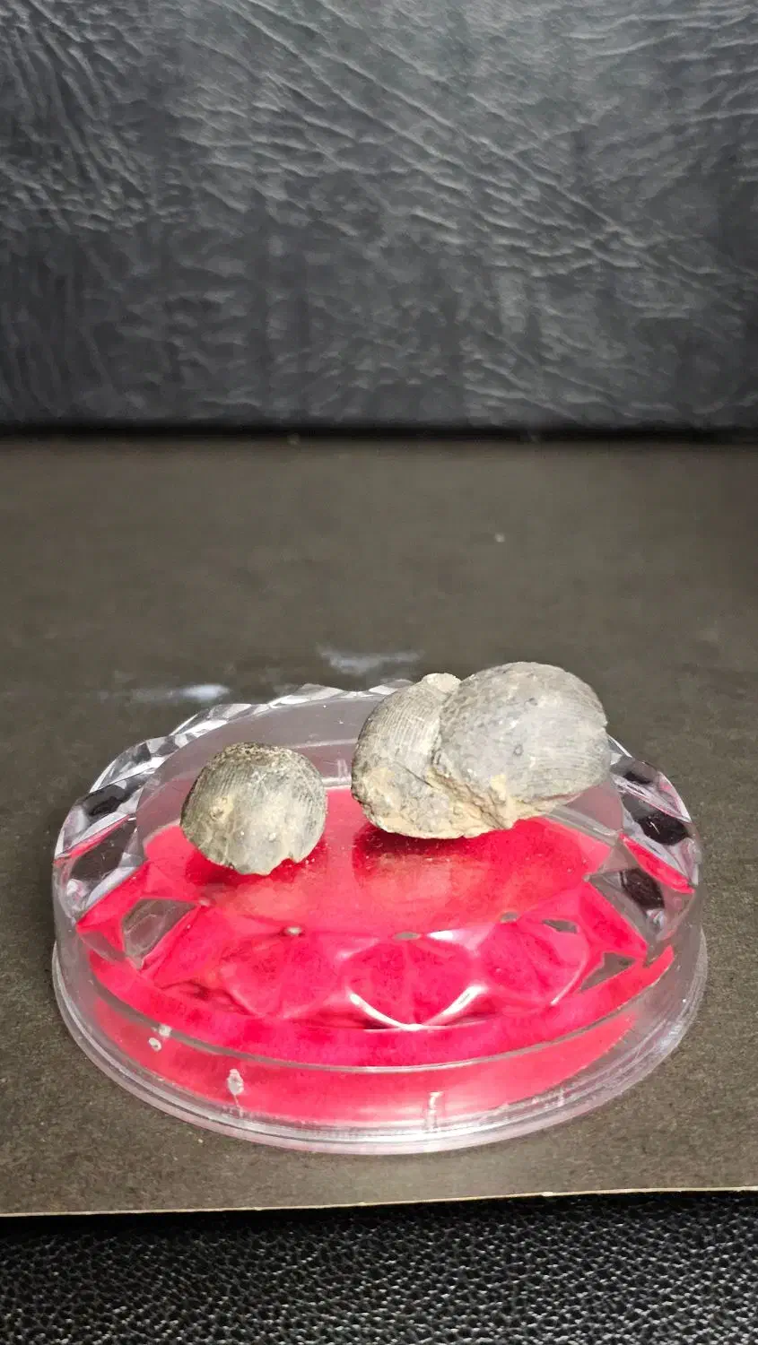 پنج عدد فسیل چند میلیون ساله|کلکسیون اشیاء عتیقه|دماوند, دماوند|دیوار