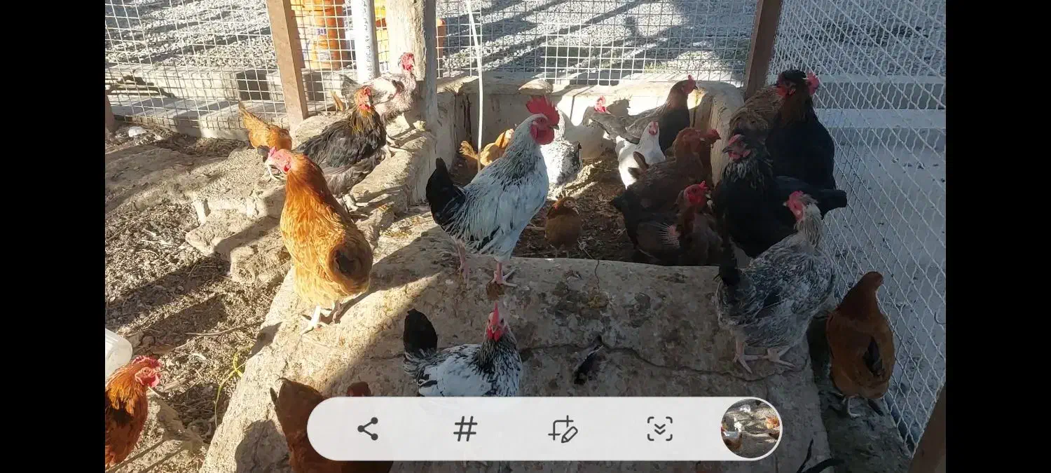 ۹ عدد مرغ خانگی|حیوانات مزرعه|بناب, |دیوار